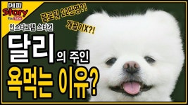 인스타그램의 스타견 달리의 주인이 욕먹는 이유? (개팔이X? 그녀의 관한 루머와 사실 정리) _ 메피스토리 #핫이슈 #논란 | 정리, 사실