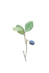 whortleberry summer forest watercolor poctcard | 그리기