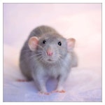 they will be wonderfully sweet pets.  They each have their own unique personalities and they love being with peopl… | 동물, 쥐