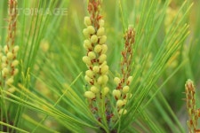 송화(소나무꽃)  kimgs4725, 사진, 송화, 꽃, 소나무, 자연, 생태, 환경, 봄, 여름, 크로즈업, 가루, 날리다, 야외, 숲, 노랑, 푸른, 침엽수, 녹색... 