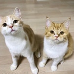 #냥스타그램 #냥이 #집사의하루 #우리집고양이 #개냥이 #앙이팡이 #cat #cats #catstagram #cats_of_instagram | Animals, Cats... 