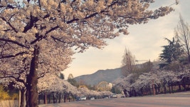 2013.03.29.두류공원