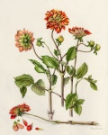 Flowers Gallery — Botanical Artist & Illustrator, Learn to draw Art Books, Art Supplies, Workshops | 색연필