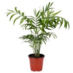 Chamaedorea elegans 샤마에도레아 엘레간스 식물, 테이블야자 | Plants, Planter pots, Planters