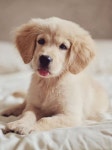 Pup 