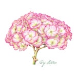 fabercastell  #파버카스텔스채색연필 #보타니컬아트 #보태니컬아트#꽃그림#식물화 | 꽃그림, 수국, 여름 꽃