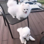 : 나는 오늘도 우리 횽님을 모신댜 #개형님  #화순애견카페 #화순개스트 | Dog breeds, Lap dogs, Little dogs