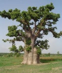 큰나무 여행(BIG TREE TOUR) | Baobab Tree in Kissane, (near Thies) Senegal | 자연, 나무