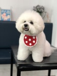랑독 : 네이버쇼핑 스마트스토어(이미지 포함) | 강아지, 핸드메이드, 고양이