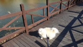 아침산책중에 #양떼목장 2017.11.14(이미지 포함)