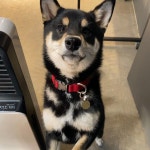 댕댕이 #멍멍이 #애견스타그램 #펫스타그램 #시바이누 #맞팔 #좋아요 #일상 #셀카 #셀피 #selfie#daily#shibai... in 2020 | Pets, Animals, Dogs