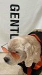 Pin by 단지 on BLACKPINK | Jennies dog, Pets 3, Animals