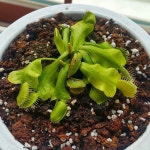 #dionaea #flytrap #venusflytrap #eatinginsects #fly #traps #carnivorous #carnivorousplants #repotting #plant #plantstagram #B52... 