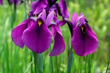 꽃창포와 붓꽃을 구별하고, 꽃창포 무리들의 다양성을 확인하세요! | 꽃, 배경화면, 아이리스