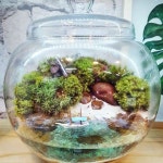 Pin de 스빗 em 테라리움 | Jardim, Jardim de plantas suculentas, Terrarios fechados