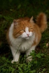 A Healthy Cat Is A Happy Cat. A cats conduct is definitely a complex thing to understand. They are moody and picky and extremely... 