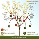 Épinglé par zzavoo sur 아보리스트 en 2022 | Arbre fruitier, Taille arbre fruitier, Identification des arbres