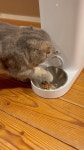 marumaru0419 on Instagram: 🐾 待って！！！閉じないで🤣 #catstagram #scottishfold #catsofinstagram#catlife #bluetabby #고양이... 