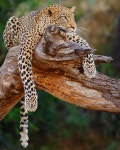 A leopard is the only cat who makes relaxing look royal. @mashatu_game_reserve is one of Africa’s leopard havens and the reason I... 