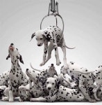 Just ran up to the bank to get a dozen rolls of quarters.... [Dalmatian puppies...with photoshopped square spots...] | 달마시안... 
