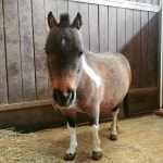 크 난 역시 #귀여워 #도니도니 #말 나는야 #과천 의 #마스코트 !! #cute #cuty #horse #minihorse #miniaturehorse  크 난 역시 #귀여워... 