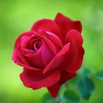영어인터뷰 이야기 (3) | Amazing flowers, Beautiful flowers, Beautiful roses