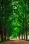 woodendreams:  Metasequoia Road, South Korea (by Aaron Choi) | 풍경 디자인