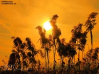 Sunset and reed. #ds1cje57 - 황금 빛 노을속 갈대 Reed glow in golden light.. Thank you very much.  Have a nice day. | 갈대