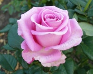 보타니컬에 있는 이태순님의 핀 | 꽃, 자연, 수채화