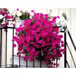 Petunias are my favorites :) | 꽃