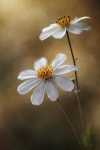 Bidens cosmos by Mandy Disher on 500px | 꽃, 자연, 그림 그리기