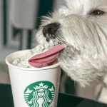 Pin by 이보나 Yvonne ... on 고양이 -                                            Cats and Westie