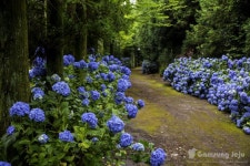 3일 밤 망설이다가 알려주는 제주 수국명소 14곳 | 식물, 꽃 정원, 아름다운