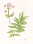 Stephanie Law - Botanical Art | 색연필 그림, 아트