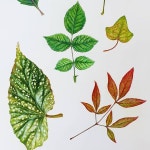 Soyoung Sin _ Botanical Artist on Instagram: “가천대글로벌미래교육원 보태니컬아트 전문가과정&일러스트레이션... 