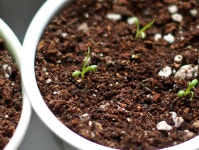 [허브키우기] 발아1등 로먼캐모마일. 본잎이 뾰족뾰족~ 캐모마일키우기 | 플라스틱 용기