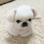 Persian Cat Haircut 흰누니 on Instagram: “흰누니 지금 털 복실복실해서 너무 구엽다는 분들... 미용한 모습 보고싶다는 분들... 