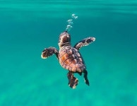 Pin van YENA op 수궁가 | Dieren mooi, Schattigste dieren, Zeldzame dieren