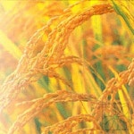 [어성초 비누] | 비누