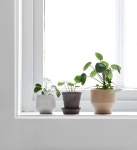 Maisonsblanches | 식물, 인테리어, 화분