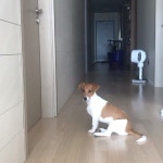 엄마가 문 앞에서 기다리라고 할 때 . . .  톰스타그램  jrt  댕댕이   when  mommy  said  stay | Instagram posts, Instagram