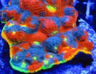 Life, Cornbred Fuego, Frag Wysiwyg, Cornbred S Rainbow, Fuego Chalice, Rainbow Fuego, Coral Bid, Chalice Frag, Live Coral | 산호