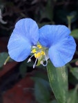 花에 있는 薛秀芬님의 핀 | 민화