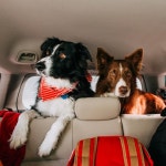 Border Collie www.gofindmomo.com | 보더 콜리, 강아지