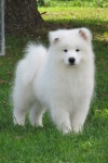 samoyeds에 있는 쿨 유님의 핀 | 강아지