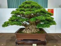 Pin oleh 엔젤코리아 di 분재 | Pohon