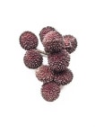 Sweet    ( Nephelium Mutabile Blume ) | 독특한