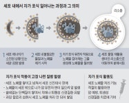 녹원학원 수학과학영재교육 010-3549-5206 : (autophagy·자가 포식) 癌·난치병 치료할 세포 청소만 50년 매달렸다 - 2020 | 청소... 