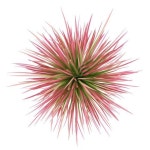 BIB에 있는 Simply님의 핀 | 자연 사진, 녹색 미학, 식물