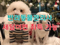 반려동물관리사 자격증 단기 취득방법…딱 세달이면 딸 수 있어요(이미지 포함) | 딸, 경력, 상담